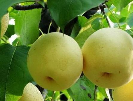 大白梨哪的特产最出名 河西大白梨多少钱一斤