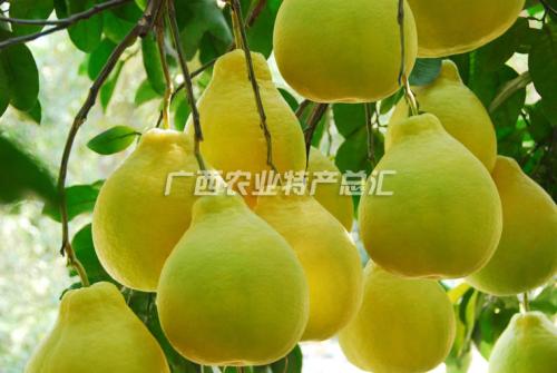 广西桂林恭城特产有哪些 广西恭城县有什么水果特产