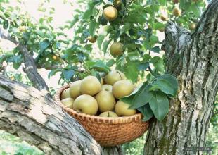 南果梨是哪里的特产水果 辽宁南果梨是最好吃的梨吗