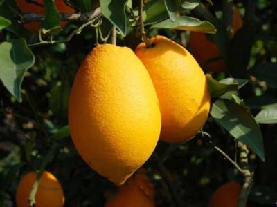 奉节的特产脐橙用英语怎么说 奉节的脐橙闻名中外英语