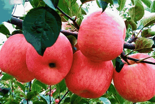 山东特产最有名的苹果 山东省十大特产水果
