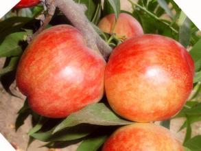 出名的特产红肉油桃 什么品种的油桃又大又好吃