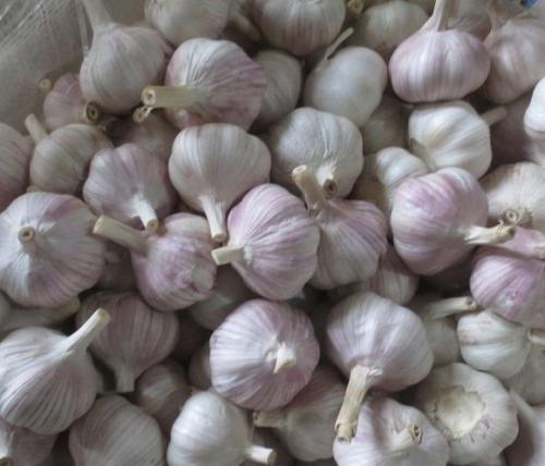 天津市紫皮大蒜哪的特产 紫皮蒜哪里买正宗