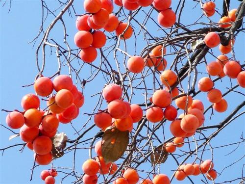 河北特产脆柿子 脆柿子的图片
