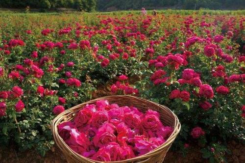济南特产玫瑰花 淄博正宗玫瑰的用途和特点