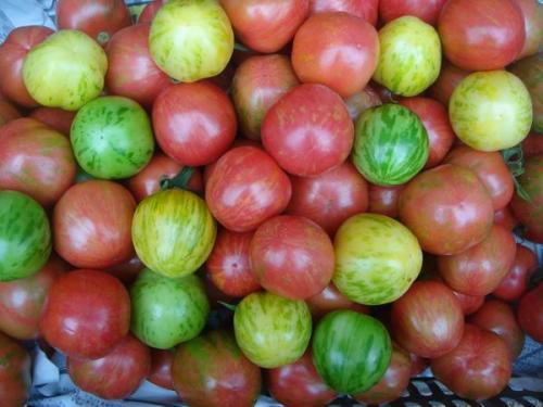 梅汁小番茄是哪儿的特产 小西红柿广西福建山东哪里的好吃