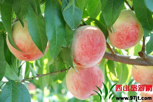 马鞍山特产桃子品种有哪些 山西桃子品种大全图片