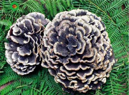 东北特产菌菇类有哪些 食用菌菇类十大排名有哪些