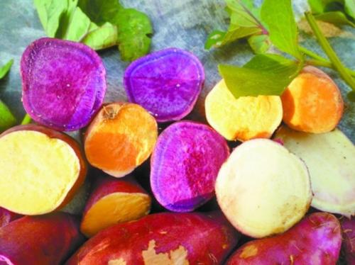 四川特产红薯品种 四川的红薯和河南的红薯香气差异