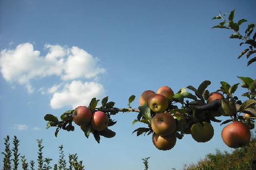 河北承德特产十大水果是什么 承德产什么水果和蔬菜
