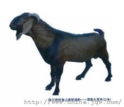 常见的西藏特产岗巴羊 西藏有几种野生羊