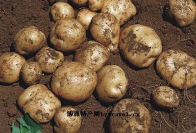 特产土豆排序怎么排 全国土豆哪里最多吃