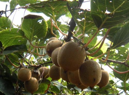 四川特产有猕猴桃吗 黄心猕猴桃是四川特产吗