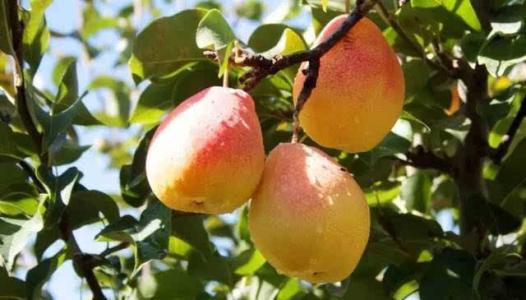 家乡特产秋月梨 哪里产的秋月梨最好吃