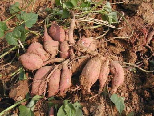 山区红薯特产 来自山里的土特产八乡山红薯