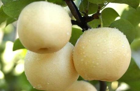 新疆特产梨 新疆出产的梨叫什么名