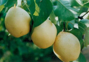 鸭梨是哪里特产水果 鸭梨是哪个省份的特产
