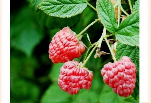 树莓是我国哪个省的特产 贵州特产树莓叫什么