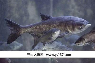 大头鱼特产 广东大头鱼多少钱一斤