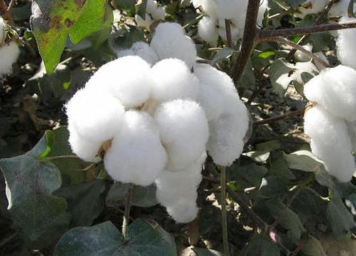 新疆特产敏姐棉花被 正宗新疆棉花被哪里买