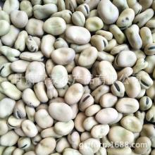 蚕豆是哪个省的特产呢图片 蚕豆中国哪里产的最正宗