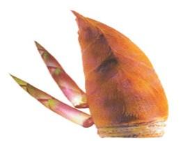 无锡阳山特产水蜜桃价格便宜 无锡有名的阳山水蜜桃多少钱一斤