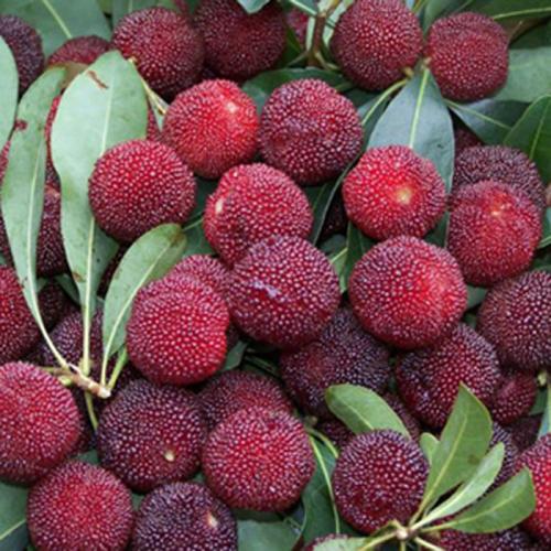 惠山的特产 无锡惠山的特产是什么水果