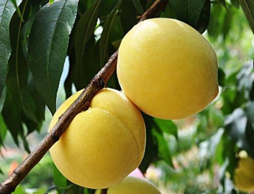 东海本地特产黄桃 山东黄桃哪里产的好吃