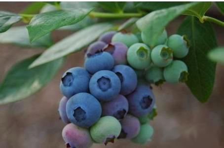 泸定县特产蓝莓 泸定特产水果有哪些