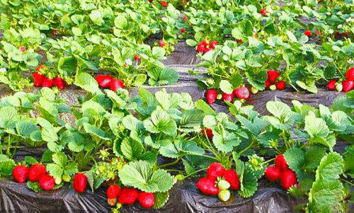 白草莓特产 青川白草莓