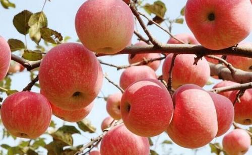 栖霞特产苹果条纹 山东栖霞的苹果有名吗