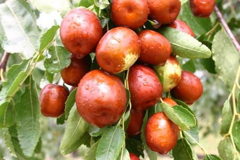 新疆特产红枣没有生产日期 新疆特产红枣什么价格