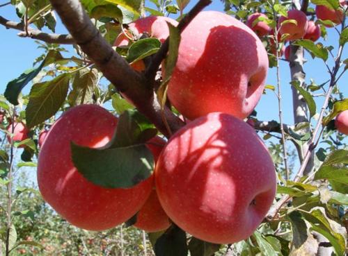 山西特产万荣苹果 万荣苹果是山西省的特产吗