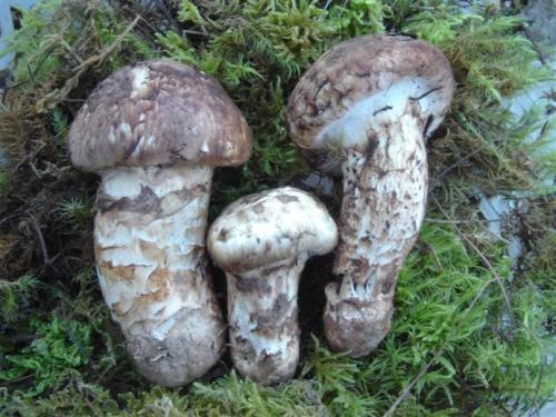 青海特产松茸菌菇怎么吃 松茸菌菇包里都有什么材料