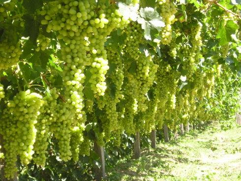 新疆葡萄干特产排名 新疆最大最好的葡萄干
