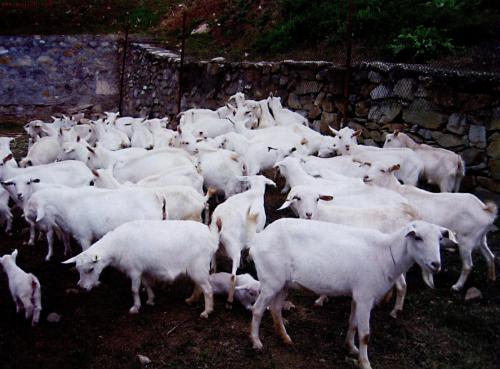 陕西特产羊图片 陕西哪里产羊最好吃