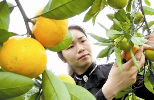 江津特产柑桔品种有哪些 重庆柑橘产地