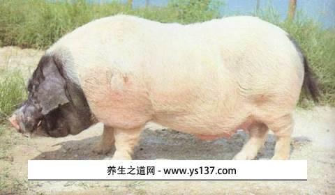 闽南猪油粕特产 闽南带皮猪油粕制作