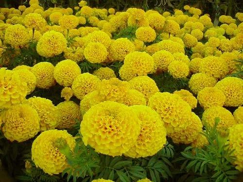 中国特产花卉有哪些 中国各省份代表花卉
