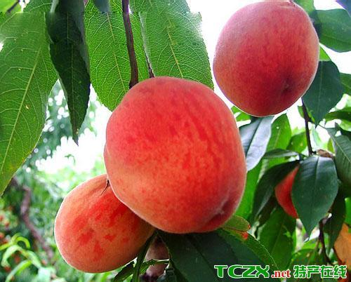新吴区阳山特产水蜜桃功效与作用 阳山水蜜桃为啥那么贵