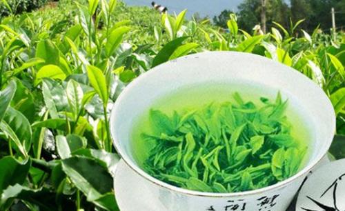 宣恩特产茶叶多少一斤 竹山特产茶叶