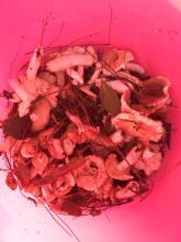 桃花虾是平度灰埠的特产吗 正宗海阳桃花虾