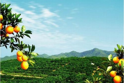 脐橙是哪个城市的特产 中国最好吃的脐橙产地在哪里