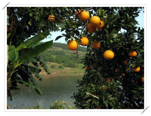 东江湖蜜桔是湖南省特产 湖南蜜桔和东江湖蜜桔哪个好吃