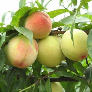 无锡市特产水蜜桃的供应商家 无锡水蜜桃批发市场价格