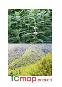 永州特产植物 永州最近出产的土特产