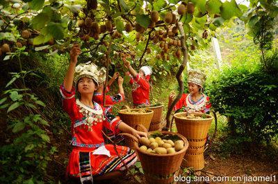 红心猕猴桃是哪里的特产水果 红心猕猴桃哪里产的最正宗