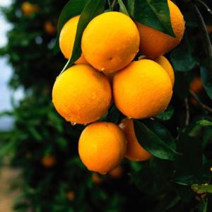 南沱特产甜橙货源 南沱特产龙眼哪里买