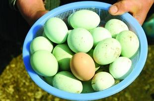 惠水土特产绿壳鸭蛋 绿皮顺丰包邮新鲜正宗鸭蛋