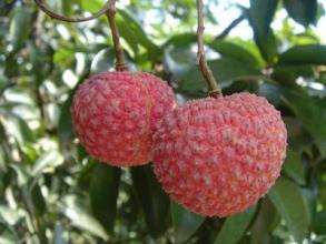 广东的特产水果有哪些名字 广东最好的水果特产